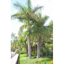 Nasiona Palma Rojstona królewska Roystonea szt.3 PWxx186