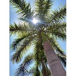 Nasiona Palma Rojstona królewska Roystonea szt.3 PWxx186
