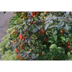 Nasiona Róża czerwonawa rosa glauca szt.3 PWxx180