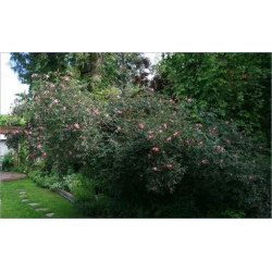 Nasiona Róża czerwonawa rosa glauca szt.3 PWxx180