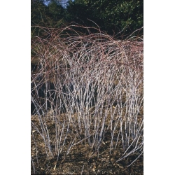 Nasiona Jeżyna białopędowa Rubus szt.3 PWxx187