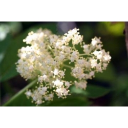 Nasiona Bez sachaliński Sambucus sachalinensis szt.3 PWxx190