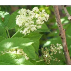 Nasiona Bez sachaliński Sambucus sachalinensis szt.3 PWxx190