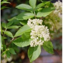 Nasiona Bez sachaliński Sambucus sachalinensis szt.3 PWxx190