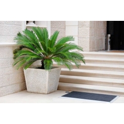 Nasiona Sagowiec wygięty Cycas siamensis szt.3 PWxx89