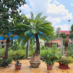 Nasiona Sagowiec wygięty Cycas siamensis szt.3 PWxx89