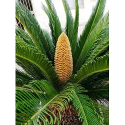 Nasiona Sagowiec wygięty Cycas siamensis szt.3 PWxx89