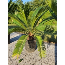 Nasiona Sagowiec wygięty Cycas siamensis szt.3 PWxx89