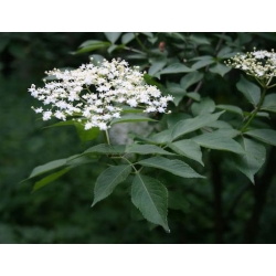 Nasiona Bez czarny sambucus nigra szt.3 PWxx188