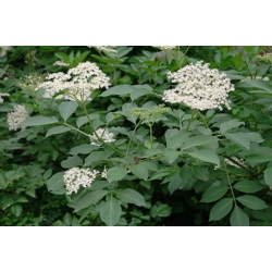 Nasiona Bez czarny sambucus nigra szt.3 PWxx188