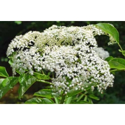 Nasiona Bez czarny sambucus nigra szt.3 PWxx188