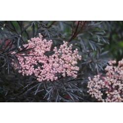 Nasiona Bez czarny sambucus nigra black frills szt.3 PWxx189