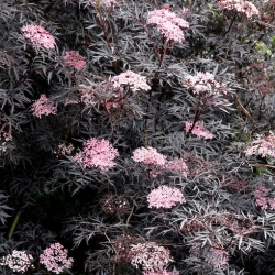 Nasiona Bez czarny sambucus nigra black frills szt.3 PWxx189