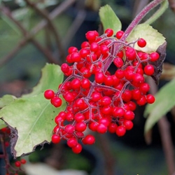 Nasiona Bez sachaliński Sambucus sachalinensis szt.3 PWxx190