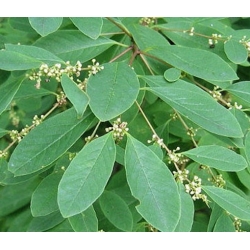 Nasiona Sekurinega chińska Securinega szt.3 PWxx191