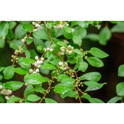 Nasiona Sekurinega chińska Securinega szt.3 PWxx191