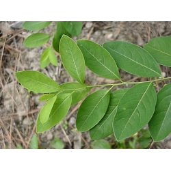 Nasiona Sekurinega chińska Securinega szt.3 PWxx191