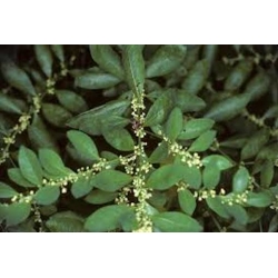 Nasiona Sekurinega chińska Securinega szt.3 PWxx191