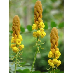 Nasiona Strączyniec oskrzydlony Senna alata szt.3 PWxx193