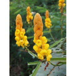 Nasiona Strączyniec oskrzydlony Senna alata szt.3 PWxx193