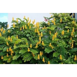 Nasiona Strączyniec oskrzydlony Senna alata szt.3 PWxx193