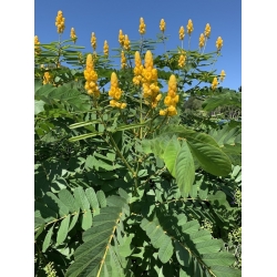 Nasiona Strączyniec oskrzydlony Senna alata szt.3 PWxx193