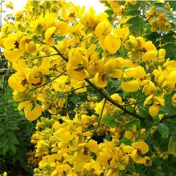 Nasiona Strączyniec spectabilis senna szt.3 PWxx194