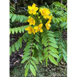 Nasiona Strączyniec spectabilis senna szt.3 PWxx194