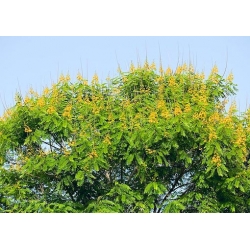 Nasiona Strączyniec spectabilis senna szt.3 PWxx194