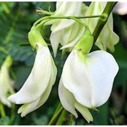 Nasiona Sesbania grandiflora Alba szt.3 PWxx195