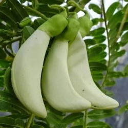 Nasiona Sesbania grandiflora Alba szt.3 PWxx195