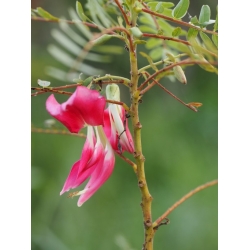 Nasiona Sesbania grandiflora Pink szt.3 PWxx196