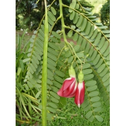 Nasiona Sesbania grandiflora Pink szt.3 PWxx196