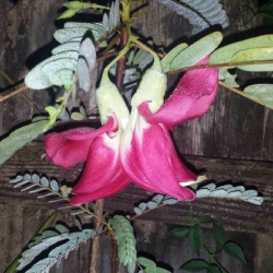 Nasiona Sesbania grandiflora Pink szt.3 PWxx196