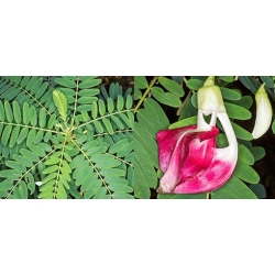 Nasiona Sesbania grandiflora Pink szt.3 PWxx196