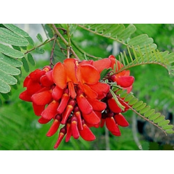 Nasiona Sesbania grandiflora Punicea szt.3 PWxx197