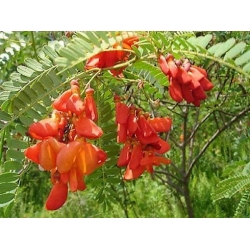 Nasiona Sesbania grandiflora Punicea szt.3 PWxx197