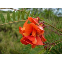 Nasiona Sesbania grandiflora Punicea szt.3 PWxx197