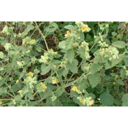 Nasiona Malwa indyjska Sida szt.3 PWxx198