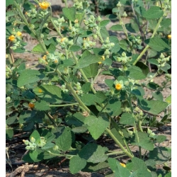 Nasiona Malwa indyjska Sida szt.3 PWxx198