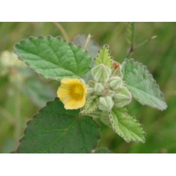 Nasiona Malwa indyjska Sida szt.3 PWxx198