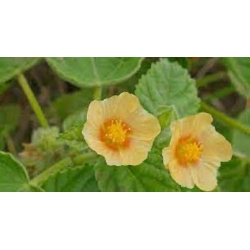 Nasiona Malwa indyjska Sida szt.3 PWxx198