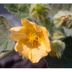 Nasiona Malwa indyjska Sida szt.3 PWxx198