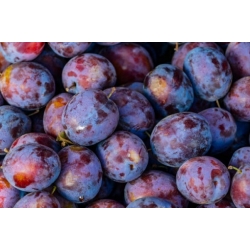 Nasiona Śliwa domowa lubaszka Damson szt.3 PWxx90