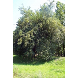 Nasiona Śliwa domowa lubaszka Damson szt.3 PWxx90