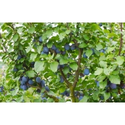 Nasiona Śliwa domowa lubaszka Damson szt.3 PWxx90