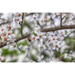 Nasiona Śliwa domowa lubaszka Damson szt.3 PWxx90