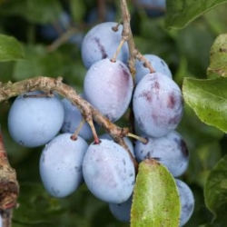 Nasiona Śliwa domowa lubaszka Damson szt.3 PWxx90