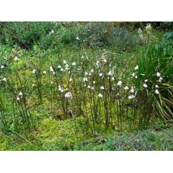 Nasiona Śnieżyca jesienna szt.3 PWxx8