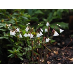 Nasiona Śnieżyca jesienna szt.3 PWxx8